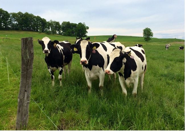 Piena pārstrādātāji parādā zemniekam