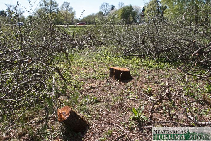 Kāpēc nozāģētas ābeles Jelgavas ielā?