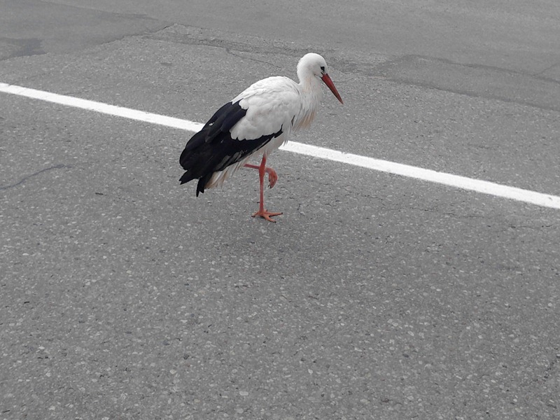 Cieš negadījumā, izvairoties no stārķa