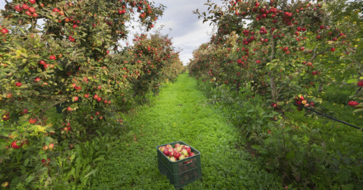 Konkursam «Sējējs 2018» nominēts arī «Augļu nams» no Pūres