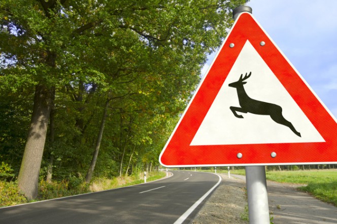 Avarē, izvairoties no meža zvēra