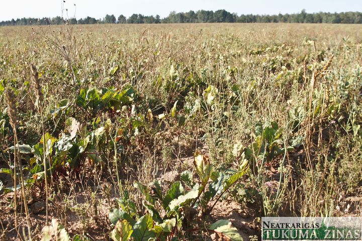 Sausums un kukaiņi posta ražu