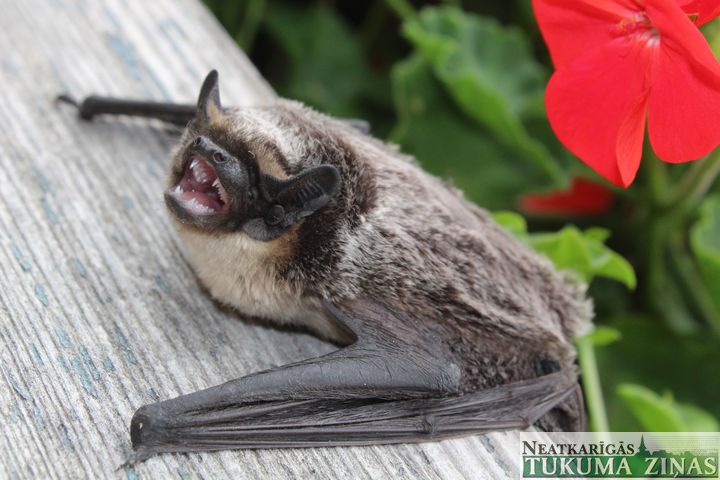 Kad ieradies viesis – sikspārnis