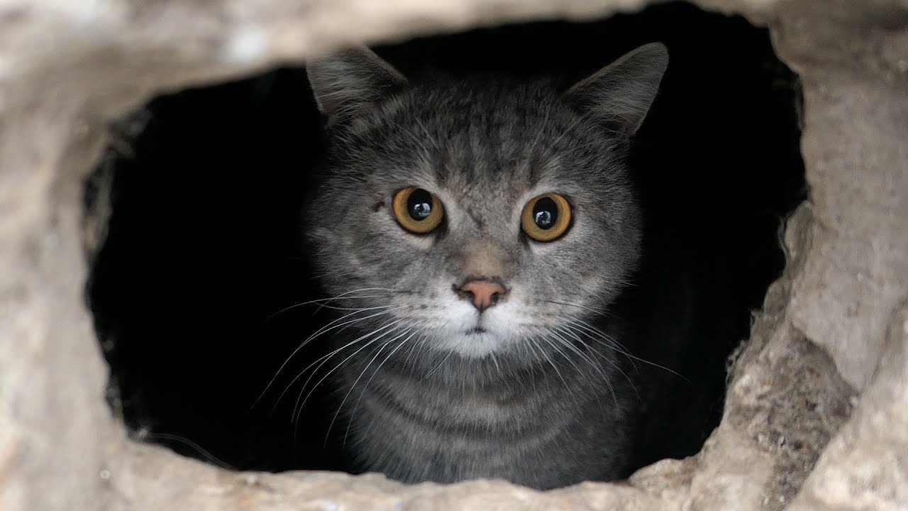 Kaķu glābšana un citi notikumi