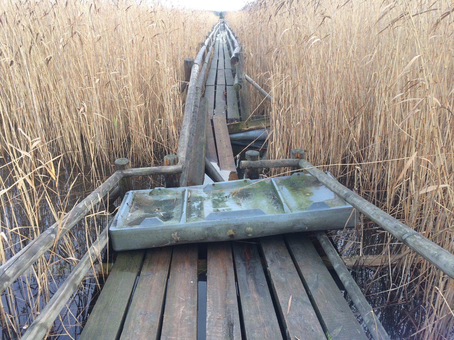 Izdemolēta un apmeklētājiem slēgta populārā Kaņiera niedrāja laipa Ķemeru Nacionālajā parkā