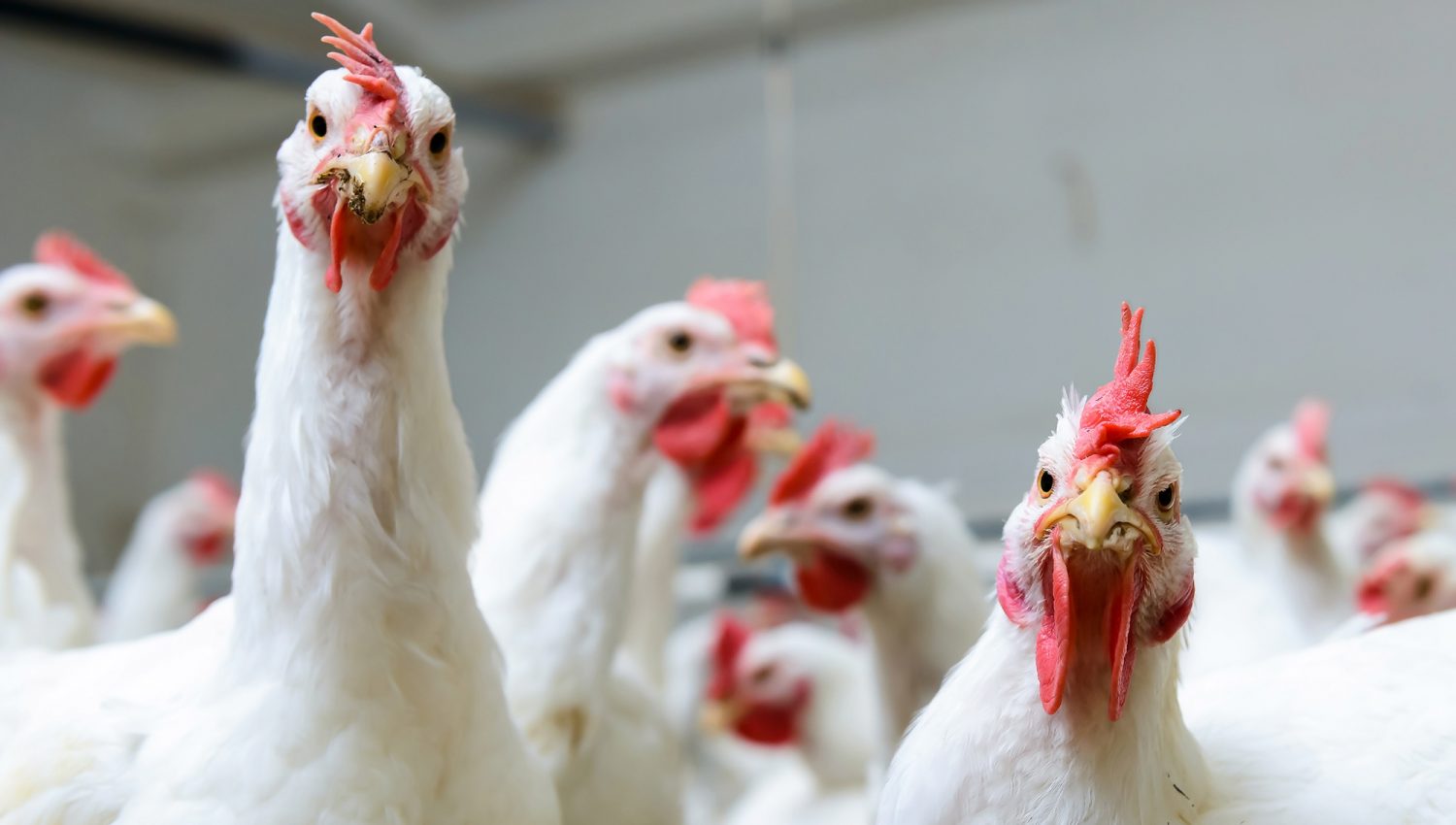 Jaunsātu iedzīvotāji apspriež iespējamo vistu novietnes būvniecību