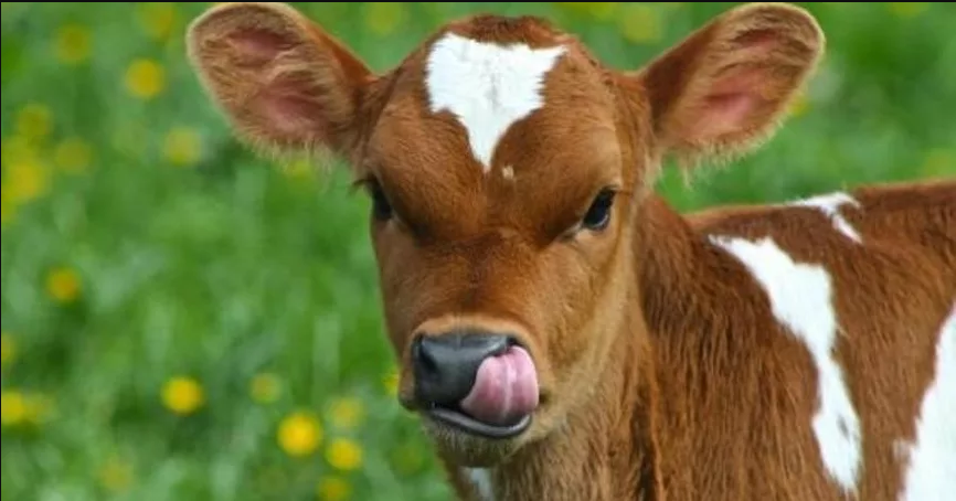 Jaunpilī plāno izveidot piemiņas vietu – akmenī kaltu teliņu