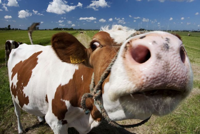 Kā sausā vasara ietekmējusi lopkopību novados?