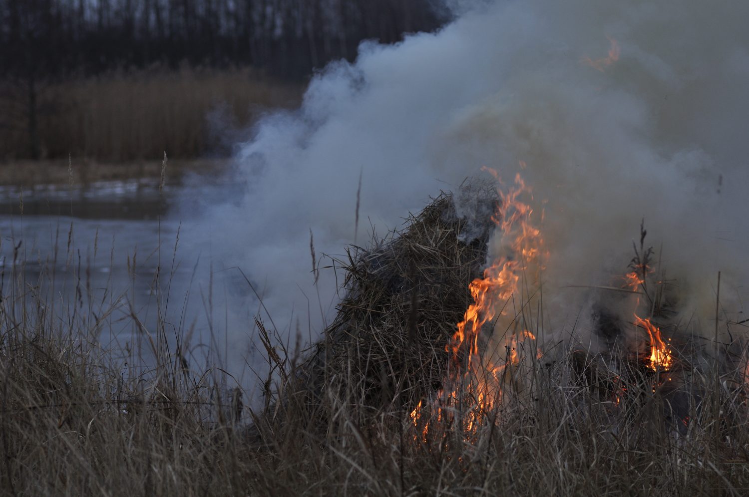 Aicina atbrīvot dižkokus un kadiķu audzes