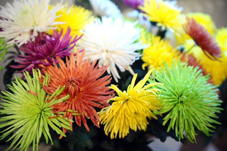 Kāpēc ziedi mainījuši krāsu?