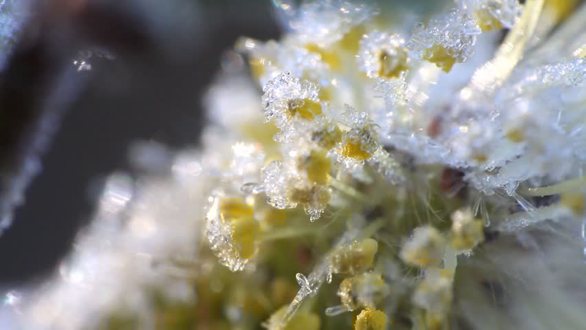 Praktiski padomi gatavojoties salnām