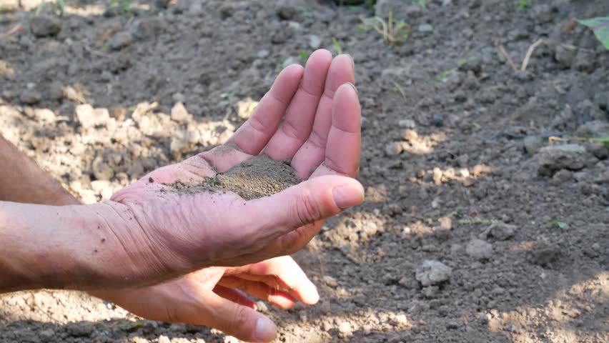Sausums apdraud ražu