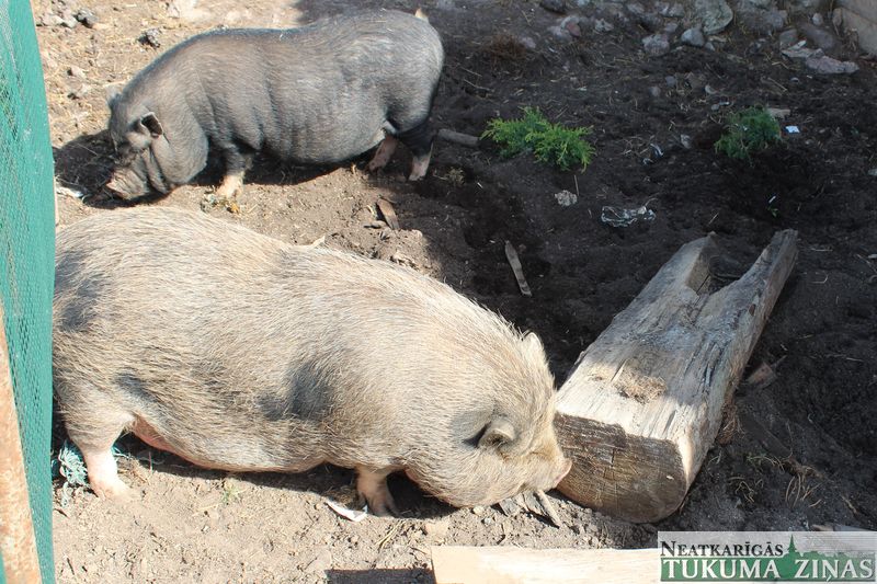 Kad rukši – mīļdzīvnieki