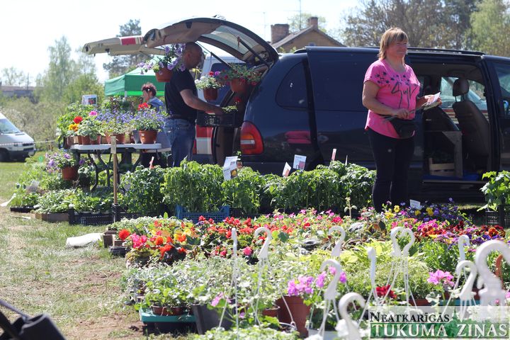 Jaunpils stādu tirgū/FOTO/