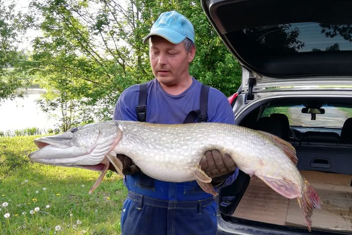 Maijā brangi lomi Slampes dīķī