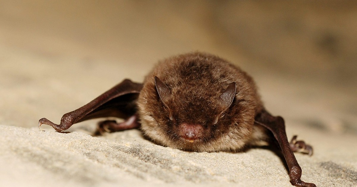 Aicina uz Sikspārņu nakti