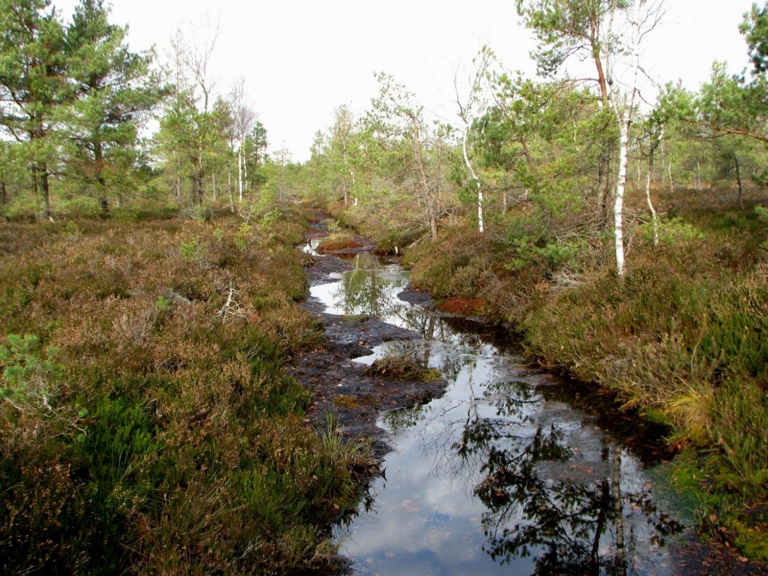Uzsākta Zaļā purva atmežošana