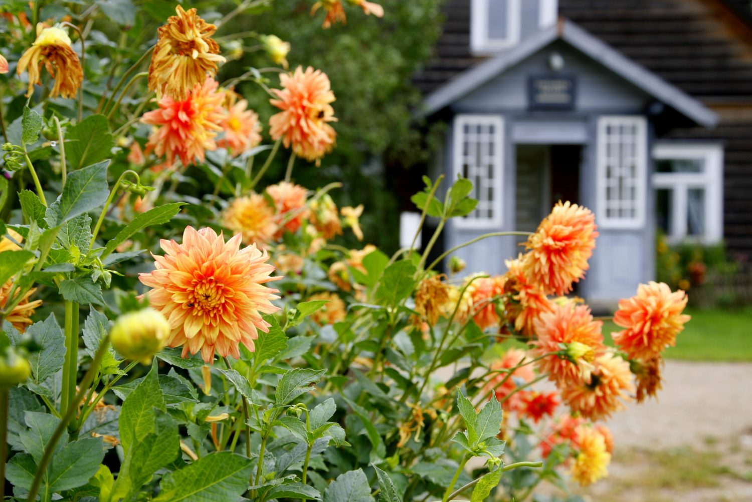 Rudens saulgriežu svinības Tukuma pusē