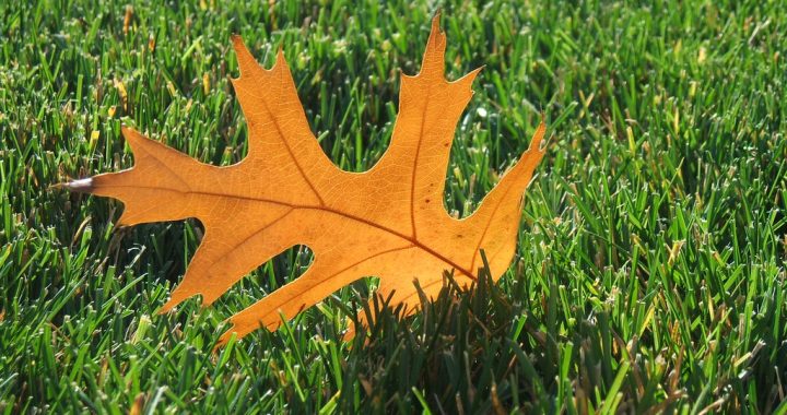 VUGD atgādina: lai pavasarī nedegtu kūla, rudenī jāsakopj savs īpašums!