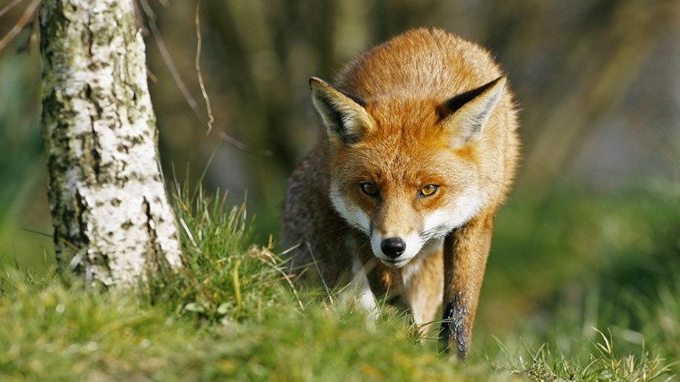 Uzsāk meža dzīvnieku vakcināciju