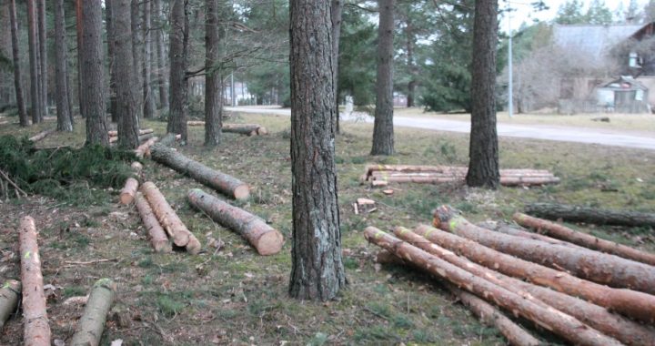 Kāpēc nocirsti koki?
