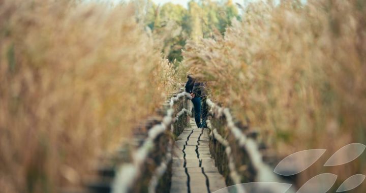 «Latvijas Valsts meži» slēdz savas purva takas un skatu torņus; slēdz arī Kaņiera laipu un putnu torni