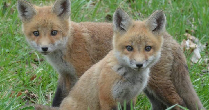 PVD uzsāk meža dzīvnieku vakcināciju pret trakumsērgu