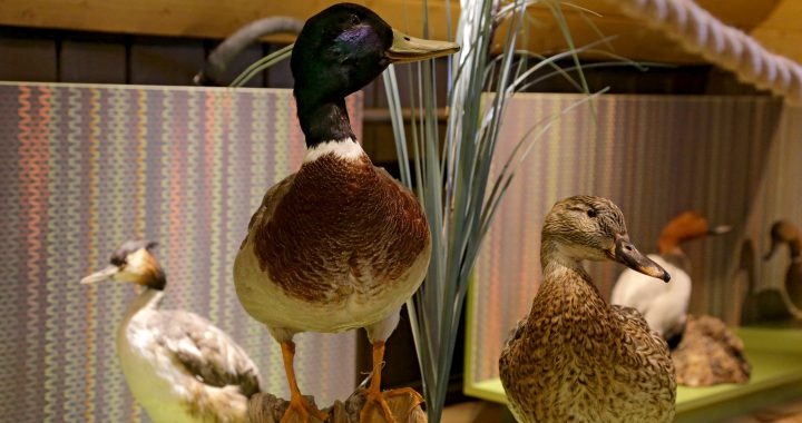 Virtuāla izstāde un konkurss Jaunmoku pilī