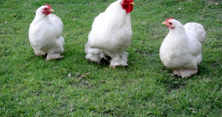 Kad varēs vistiņas laist ārā?