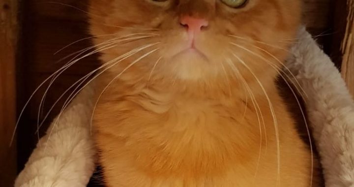 Tukuma dzīvnieku patversme – piesardzības režīmā