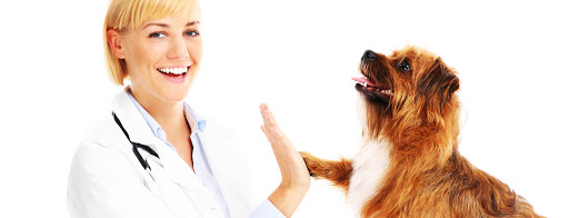 Veterinārajās klīnikās ievieš augstākus drošības pasākumus un ierobežojumus, aicina vispirms zvanīt