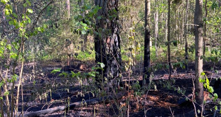 Dedzis mežs netālu no Melnezera