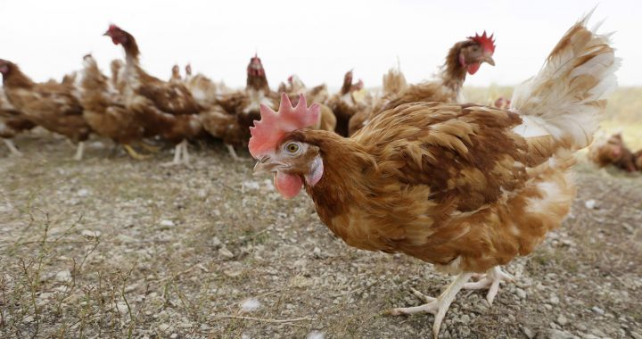 Mājputniem visi vārti vaļā