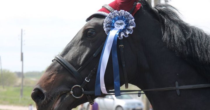 Uzņēmums «Ivetas zirgi» nosvinējis dzimšanas dienu