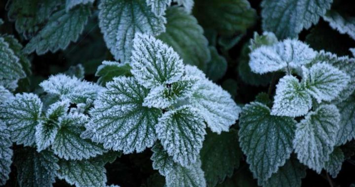 Kā pasargāt dārzus no salnas postījumiem