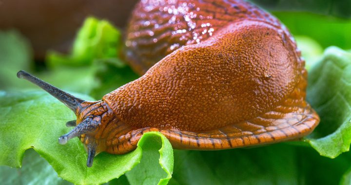 Kā karot ar kailgliemežiem