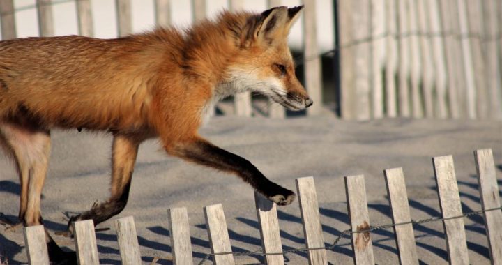 Kā reaģēt uz lapsu – “pilsētnieci”?