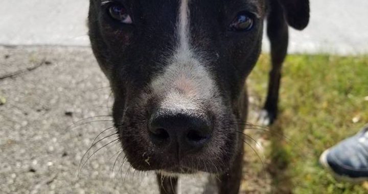 Ugunsdzēsēji Sēmē izglābj suni