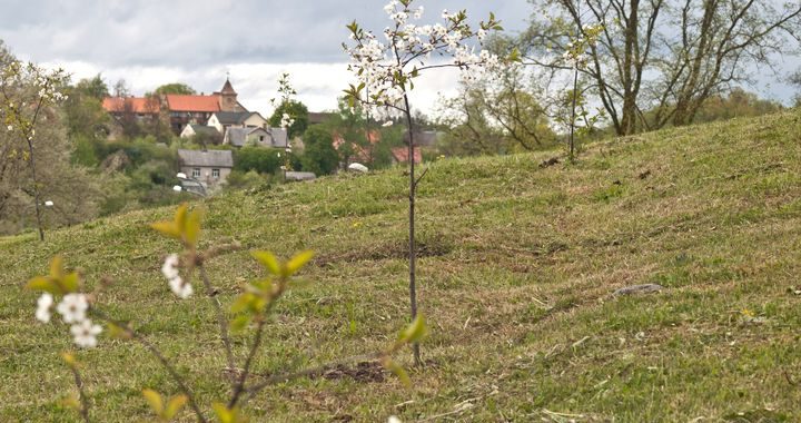 Kāpēc neļauj noziedēt pļavām?