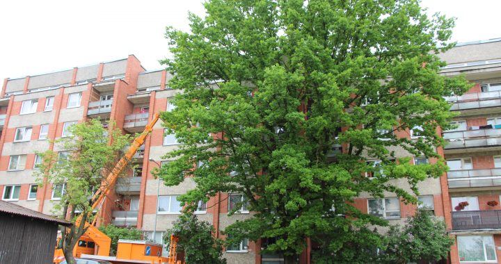 Ozolu, par laimi, neaiztiek!