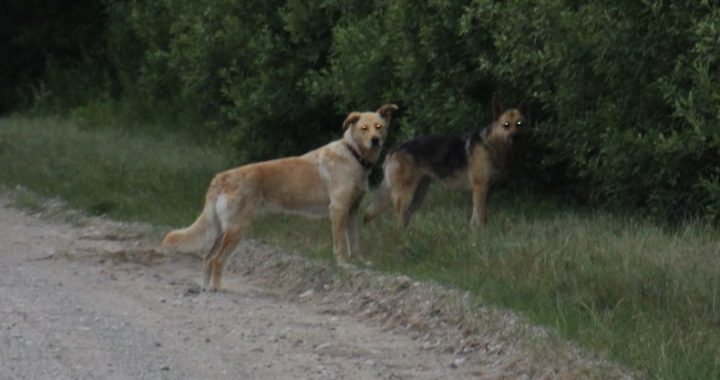 Vai sunim jābūt pavadā?