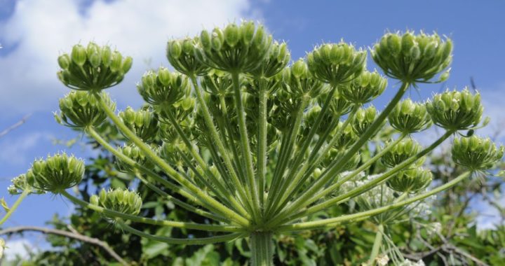 Cīņa ar latvāņiem – ar mainīgiem panākumiem