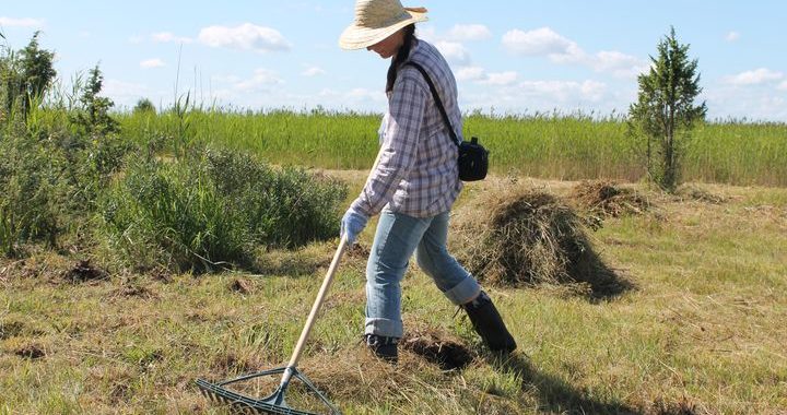 Ķemeru Nacionālais parks aicina uz siena talku zāļu purvā pie Kaņiera ezera