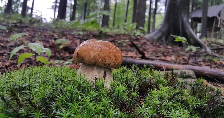 Ar telefonu kabatā un acenēm uz deguna