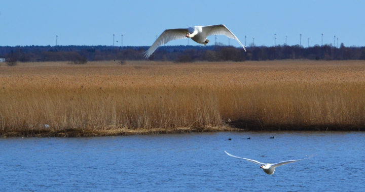Liepājas ezera aizaugšana. Vai cīņa ar vējdzirnavām?