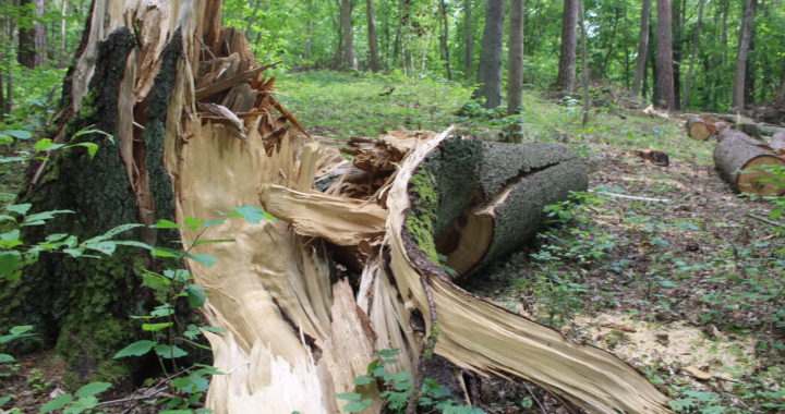 Ko zāģē Durbes parkā?