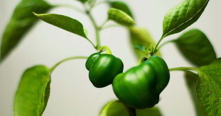 Garšaugu un dārzeņu izstāde Dabas muzejā