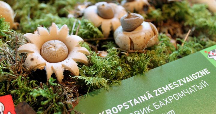 Dabas muzejā notiks sēņu izstāde