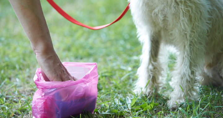 Suņu īpašniekus aicina piedalīties pētījumā