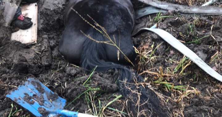 Ugunsdzēsēji Sēmes pagastā izglābj iestigušu zirgu/Papildināts ar video/